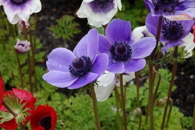 Beautiful flowers
